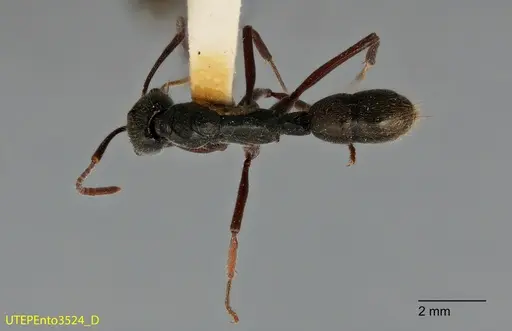 Neoponera holcotyle - UTEPENTO3524
