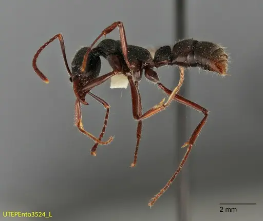 Neoponera holcotyle - UTEPENTO3524