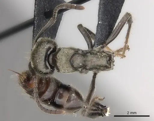 Neoponera insignis specimen