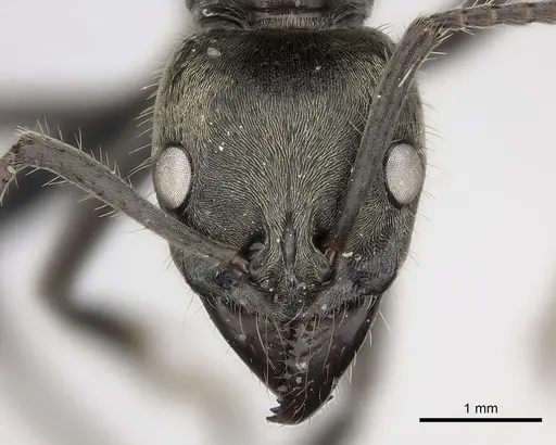 Neoponera insignis specimen