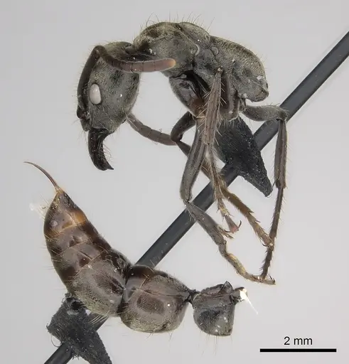 Neoponera insignis specimen