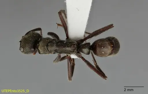 Neoponera insignis - UTEPENTO3525