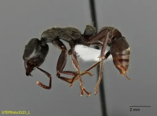 Neoponera insignis - UTEPENTO3525