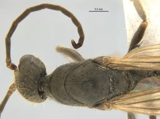 Neoponera laevigata specimen