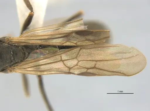 Neoponera laevigata specimen