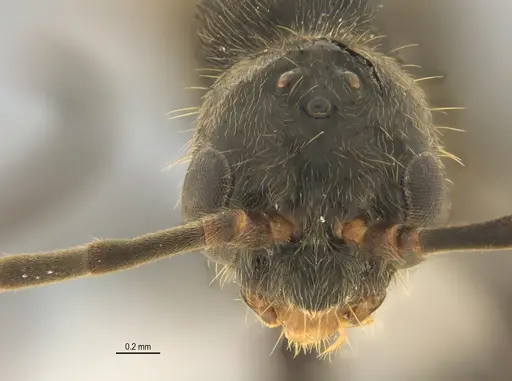 Neoponera laevigata specimen