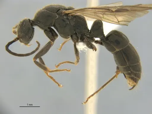 Neoponera laevigata - ANTWEB1062709