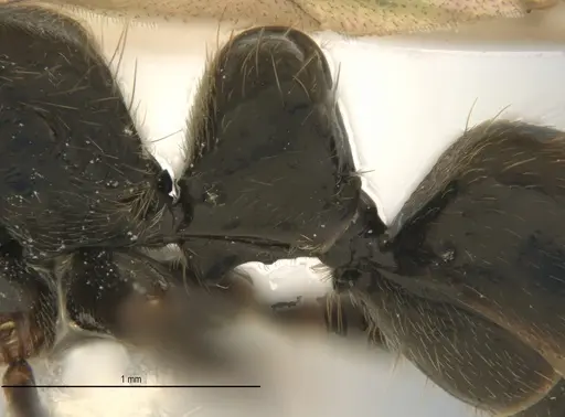 Neoponera laevigata - ANTWEB1062709