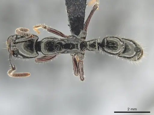 Neoponera laevigata - ATPFOR2006