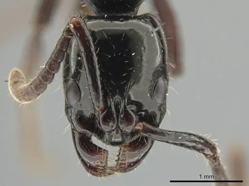 Neoponera laevigata - ATPFOR2006