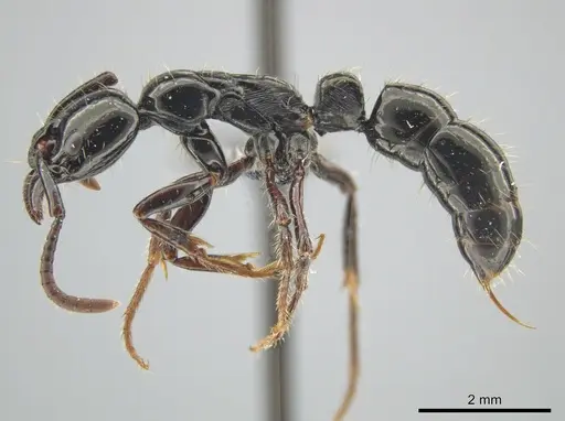 Neoponera laevigata - ATPFOR2006