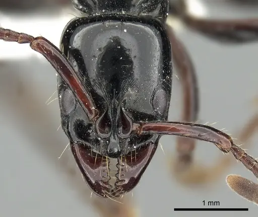 Neoponera laevigata - CASENT0249152