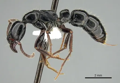 Neoponera laevigata - CASENT0249152