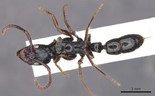 Neoponera laevigata - CASENT0902510