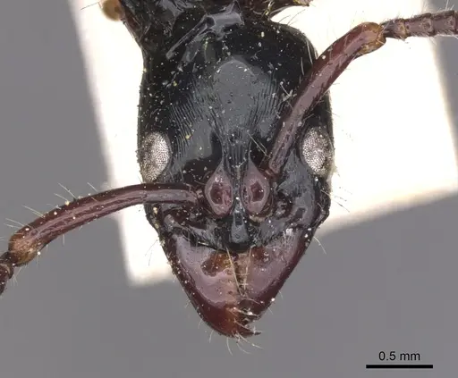 Neoponera laevigata - CASENT0902510