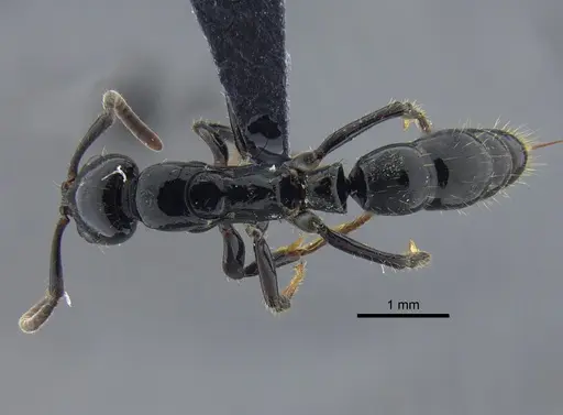 Neoponera laevigata - CBUMAGENT41712