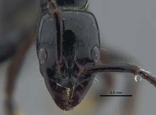 Neoponera laevigata - CBUMAGENT41712
