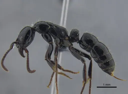 Neoponera laevigata - CBUMAGENT41712