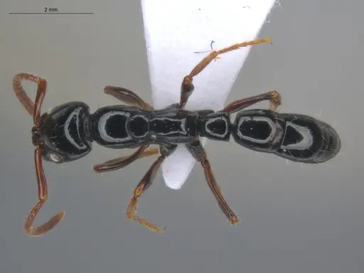 Neoponera laevigata - ECOFOG-MI15-0256-26