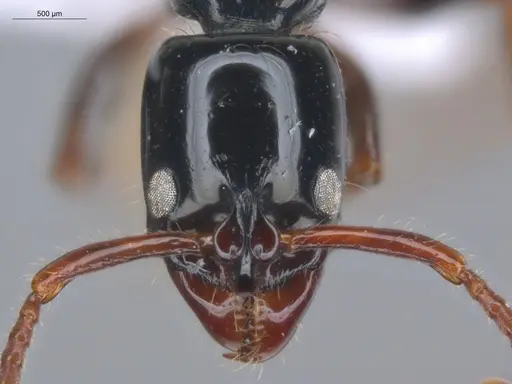 Neoponera laevigata - ECOFOG-MI15-0256-26