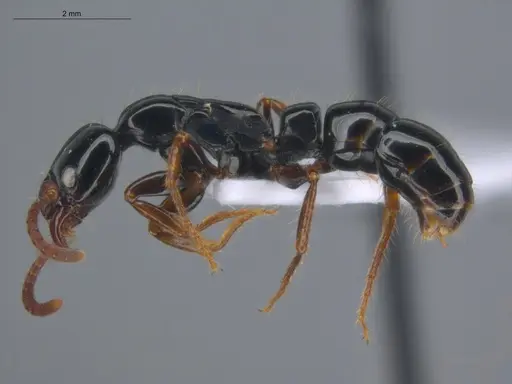 Neoponera laevigata - ECOFOG-MI15-0256-26