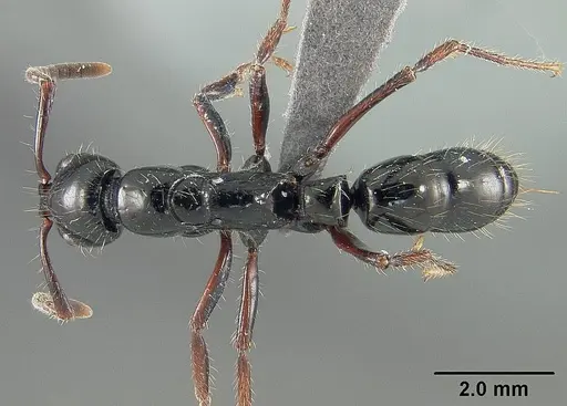 Neoponera laevigata - USNMENT01124299