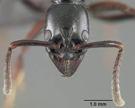 Neoponera laevigata - USNMENT01124299