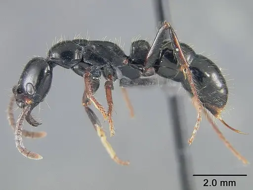 Neoponera laevigata - USNMENT01124299