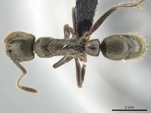 Neoponera latinoda specimen