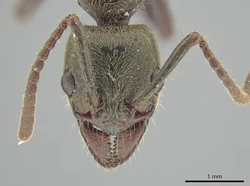 Neoponera latinoda specimen
