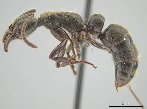 Neoponera latinoda specimen