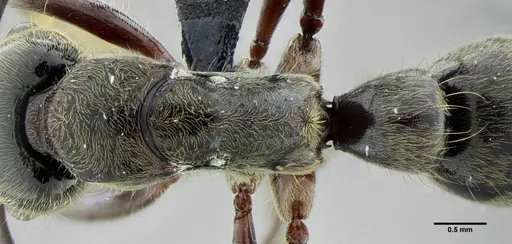 Neoponera latinoda - UFV-LABECOL-007425