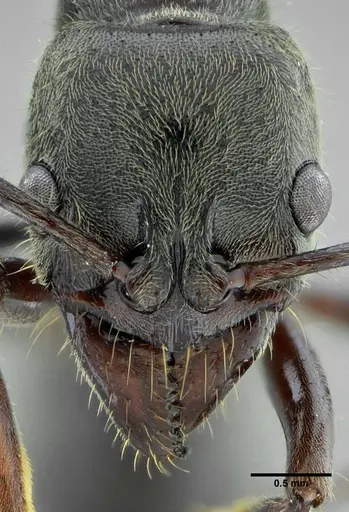 Neoponera latinoda - UFV-LABECOL-007425