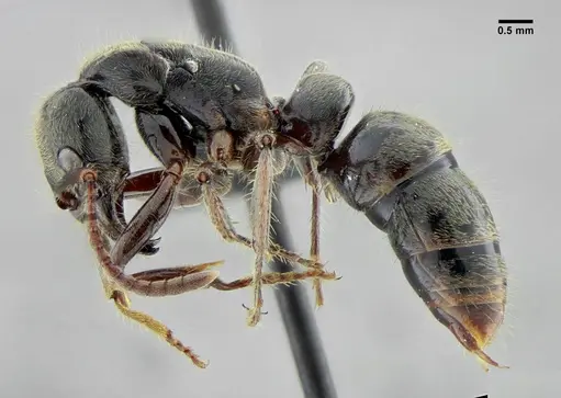 Neoponera latinoda - UFV-LABECOL-007425