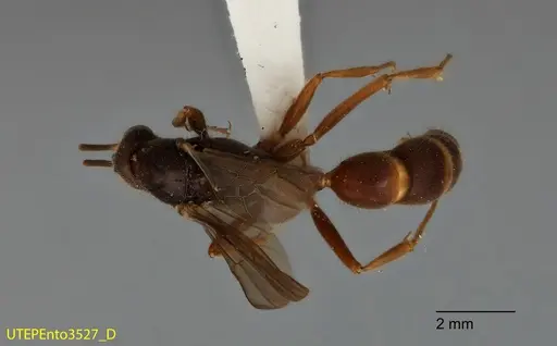 Neoponera latinoda - UTEPENTO3527