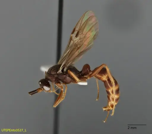 Neoponera latinoda - UTEPENTO3527