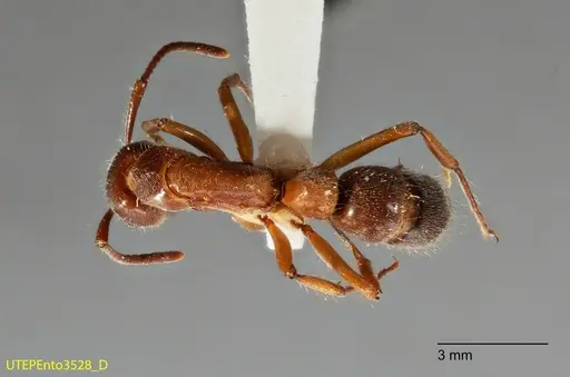 Neoponera latinoda - UTEPENTO3528