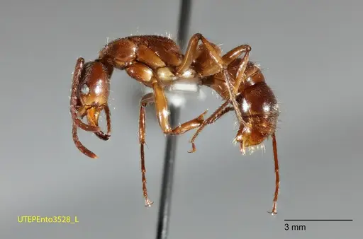Neoponera latinoda - UTEPENTO3528