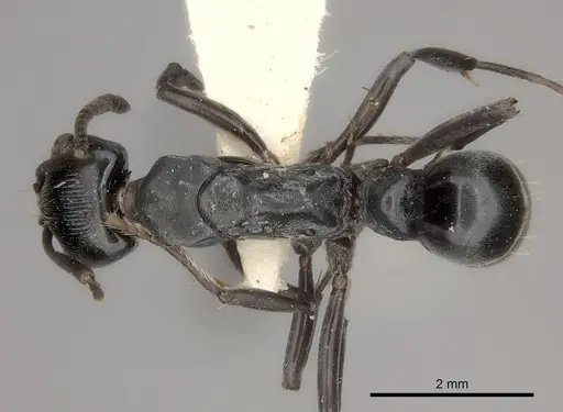 Neoponera lineaticeps specimen