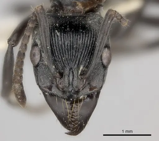 Neoponera lineaticeps specimen