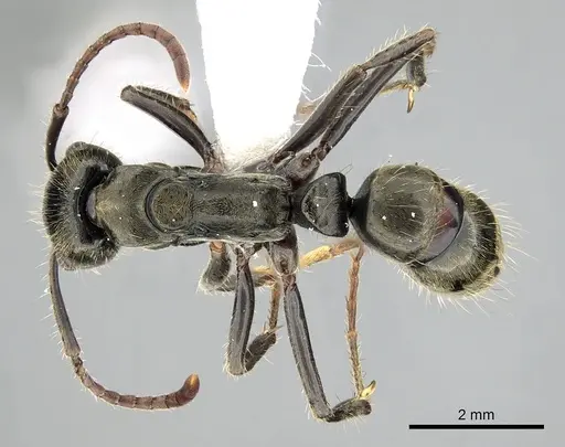 Neoponera lineaticeps - CASENT0249153