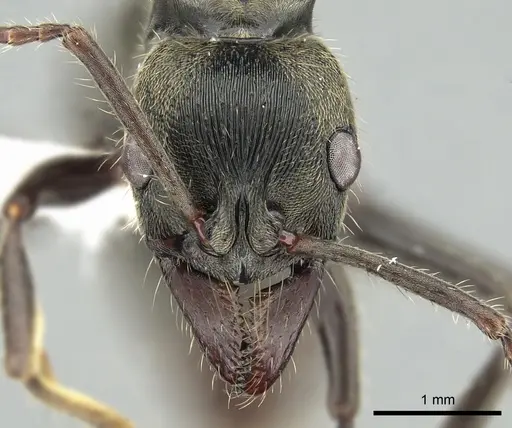 Neoponera lineaticeps - CASENT0249153