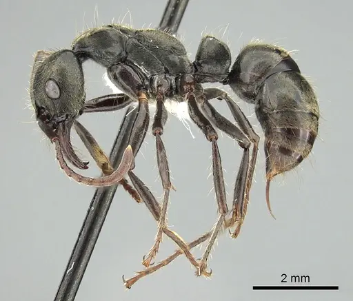 Neoponera lineaticeps - CASENT0249153