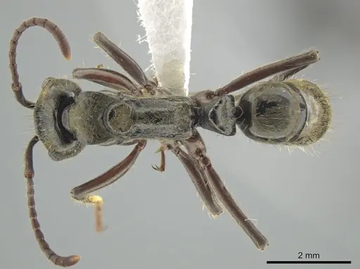 Neoponera lineaticeps - CASENT0644884