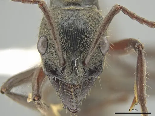 Neoponera lineaticeps - CASENT0644884