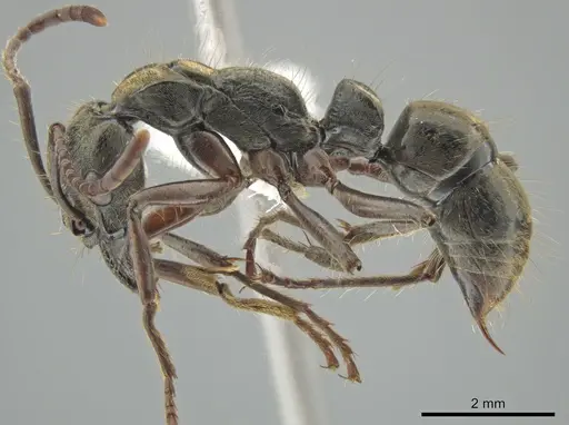 Neoponera lineaticeps - CASENT0644884