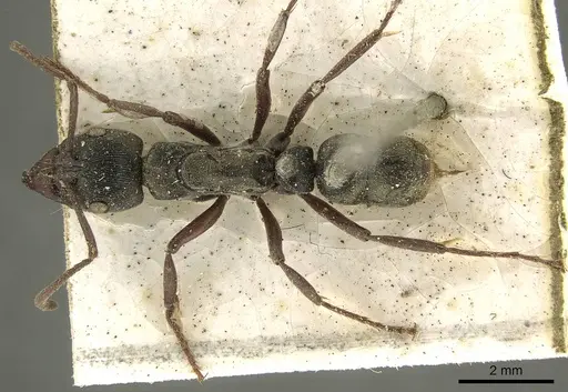 Neoponera lineaticeps - CASENT0915667