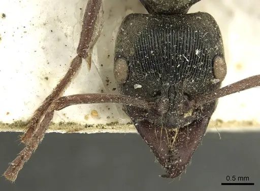 Neoponera lineaticeps - CASENT0915667