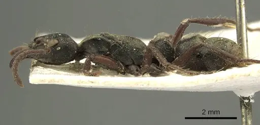 Neoponera lineaticeps - CASENT0915667