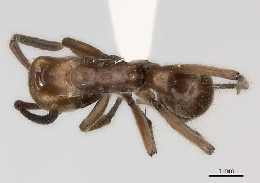 Neoponera luteola specimen